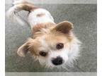 Pekingese Mix DOG FOR ADOPTION RGADN-1235074 - BENNY - Pekingese / Mixed (medium