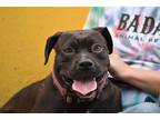 Adopt Lovesong a Pit Bull Terrier