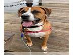 Saint Bernard Mix DOG FOR ADOPTION RGADN-1235075 - VERMILLION - Saint Bernard /