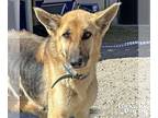 German Shepherd Dog Mix DOG FOR ADOPTION RGADN-1235077 - Courage - German