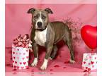 American Pit Bull Terrier DOG FOR ADOPTION RGADN-1235078 - SASSAFRAS - Pit Bull