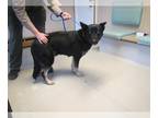 German Shepherd Dog-Siberian Husky Mix DOG FOR ADOPTION RGADN-1235085 - *MOMMA