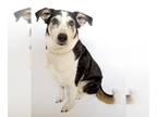 Sheprador DOG FOR ADOPTION RGADN-1235093 - KENAI - Australian Shepherd /