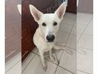 Mix DOG FOR ADOPTION RGADN-1235149 - Hachiko - White German Shepherd (long