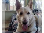 Mix DOG FOR ADOPTION RGADN-1235150 - Ripley - White German Shepherd (long