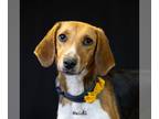 English Foxhound Mix DOG FOR ADOPTION RGADN-1235163 - Heidi - Foxhound / Mixed