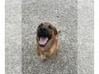 Huskies -Labrador Retriever Mix DOG FOR ADOPTION RGADN-1235168 - Orion -