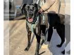 Great Dane DOG FOR ADOPTION RGADN-1235178 - Fury - Great Dane Dog For Adoption