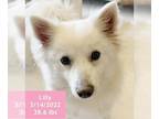 Mix DOG FOR ADOPTION RGADN-1235181 - Lilly - Spitz Dog For Adoption