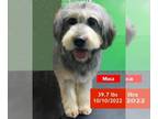 Schnauzer (Giant) Mix DOG FOR ADOPTION RGADN-1235182 - Moca - Giant Schnauzer /