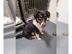 Australian Shepherd Mix DOG FOR ADOPTION RGADN-1235185 - Rocky - Australian