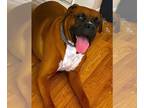 Boxer DOG FOR ADOPTION RGADN-1235187 - Chacho - Boxer Dog For Adoption