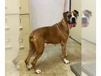 Boxer DOG FOR ADOPTION RGADN-1235189 - Pita - Boxer Dog For Adoption