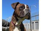 Boxer DOG FOR ADOPTION RGADN-1235190 - Roberto Clemente - Boxer Dog For Adoption