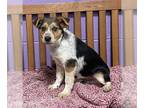 Border Collie Mix DOG FOR ADOPTION RGADN-1235194 - **ENZO** Adoption Event-Sun