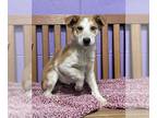 Border Collie Mix DOG FOR ADOPTION RGADN-1235195 - **ELLIOT** Adoption