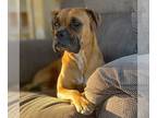 Boxer DOG FOR ADOPTION RGADN-1235199 - Toot - Boxer Dog For Adoption