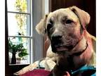 Great Pyrenees Mix DOG FOR ADOPTION RGADN-1235207 - Vonn - Cane Corso Mastiff /