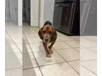 Beagle DOG FOR ADOPTION RGADN-1235208 - Toby *Available soon* - Beagle Dog For