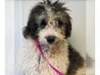 Poodle (Standard) Mix DOG FOR ADOPTION RGADN-1235216 - Charlotte - Poodle