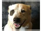 Border Collie DOG FOR ADOPTION RGADN-1235223 - Dora - Border Collie Dog For