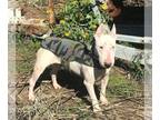 Bull Terrier DOG FOR ADOPTION RGADN-1235224 - Billy - Bull Terrier (short coat)