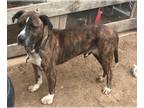 Mountain Cur Mix DOG FOR ADOPTION RGADN-1235232 - Jake - Mountain Cur / Mixed