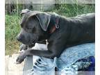 American Staffordshire Terrier DOG FOR ADOPTION RGADN-1235233 - Chandler -