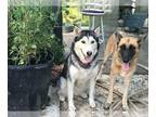 Mix DOG FOR ADOPTION RGADN-1235235 - Arya - Husky (medium coat) Dog For