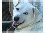 Huskies Mix DOG FOR ADOPTION RGADN-1235236 - Snow - Husky / Mixed (medium coat)