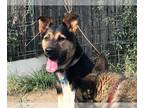 German Shepherd Dog Mix DOG FOR ADOPTION RGADN-1235238 - Jack - German Shepherd