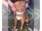 Vizsla Mix DOG FOR ADOPTION RGADN-1235244 - Scooby - Terrier / Vizsla / Mixed