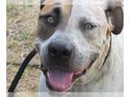 Pointer Mix DOG FOR ADOPTION RGADN-1235252 - Dottie - English Pointer / Mixed