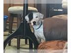 Dalmatian-Labrador Retriever Mix DOG FOR ADOPTION RGADN-1235254 - Annie -