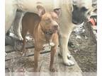 American Staffordshire Terrier Mix DOG FOR ADOPTION RGADN-1235255 - Latte -