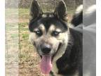 Mix DOG FOR ADOPTION RGADN-1235258 - Milan - Husky Dog For Adoption