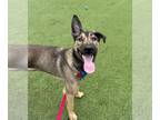 German Shepherd Dog DOG FOR ADOPTION RGADN-1235270 - WOOKIE - German Shepherd