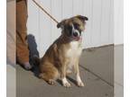 Anatolian Shepherd Mix DOG FOR ADOPTION RGADN-1235274 - BLESS UP - Anatolian