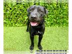 Labrador Retriever Mix DOG FOR ADOPTION RGADN-1235285 - RINGO - Labrador