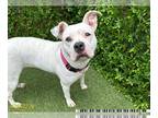 American Staffordshire Terrier DOG FOR ADOPTION RGADN-1235289 - MISS PEGGY