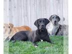 Great Dane DOG FOR ADOPTION RGADN-1235306 - Bentley - Great Dane Dog For