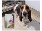 Basset Hound DOG FOR ADOPTION RGADN-1235329 - Ceylon (NOT YET AVAILABLE) -