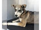 Huskies Mix DOG FOR ADOPTION RGADN-1235341 - TORI - Husky / Mixed (medium coat)