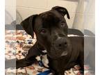 Boxer Mix DOG FOR ADOPTION RGADN-1235351 - Oreo - Boxer / Mixed (short coat) Dog