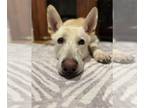 Mix DOG FOR ADOPTION RGADN-1235359 - Helios - White German Shepherd (long