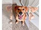Labrador Retriever DOG FOR ADOPTION RGADN-1235364 - Moose - Labrador Retriever /