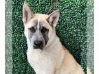 Akita DOG FOR ADOPTION RGADN-1235366 - Makato - Akita Dog For Adoption