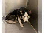 Mix DOG FOR ADOPTION RGADN-1235376 - *ECHO - Husky (medium coat) Dog For