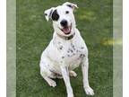 Parson Russell Terrier Mix DOG FOR ADOPTION RGADN-1235378 - MAX - Australian