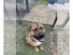 Mastiff DOG FOR ADOPTION RGADN-1235381 - *ZIGGY - Mastiff (medium coat) Dog For